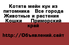 Котята мейн-кун из питомника - Все города Животные и растения » Кошки   . Приморский край